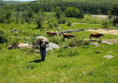 there are prettier parts to Hillbilly Hoodoo – nun farm, Cows, Mercy, and oxytocin